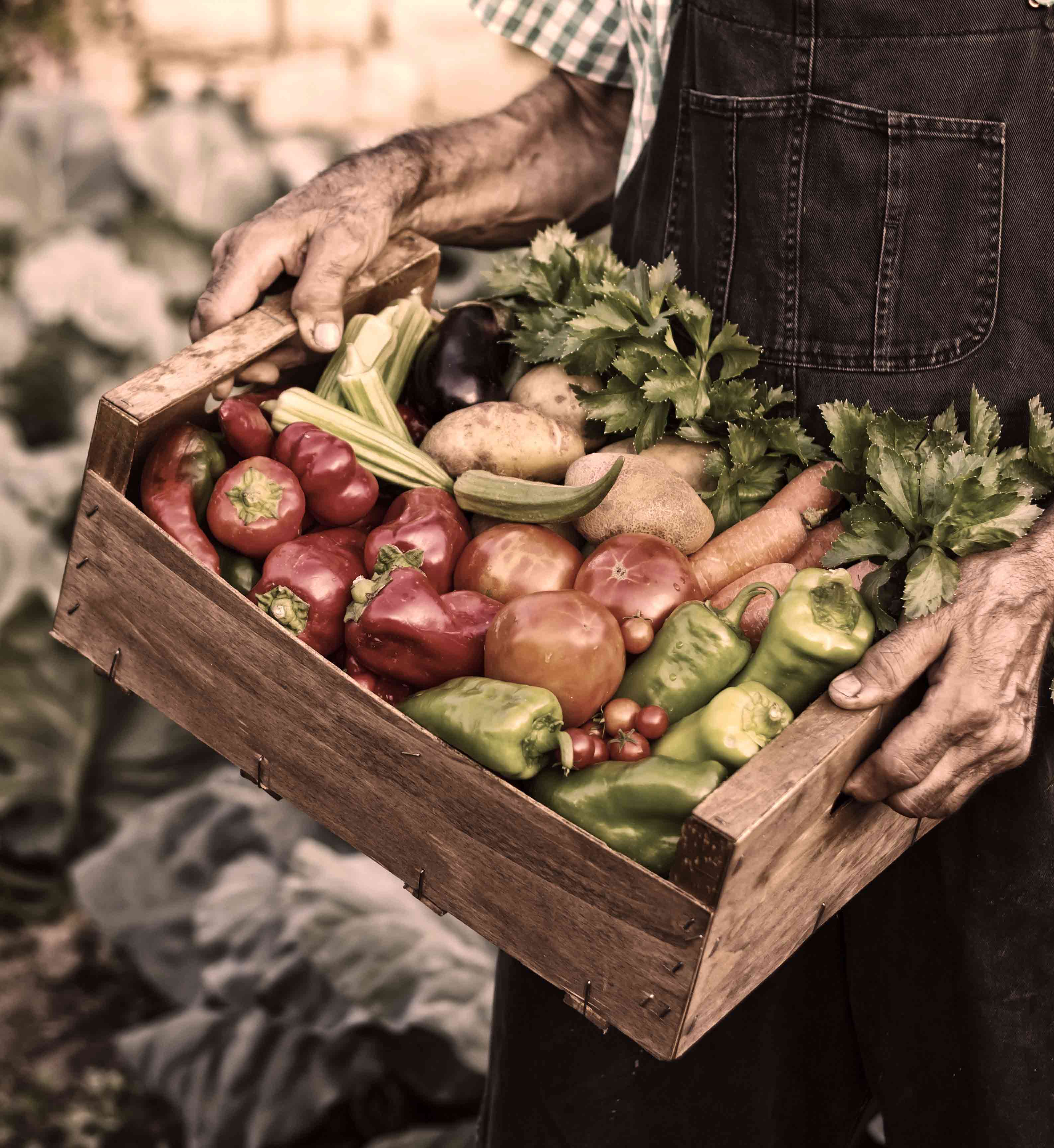 Собирай овощи. Slow food в России. Медленная еда. Натуральное хозяйство овощи. Продовольственное самообеспечение с огорода.